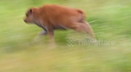 Baby bison runs through fields in park in Washington