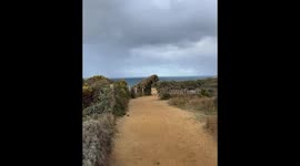Dog-shaped tree sways in the wind in Torquay, Victoria, Australia