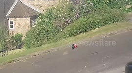 Crow Raven Bird Pecks Mc Donalds Wrapper