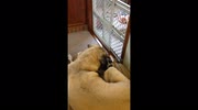temp