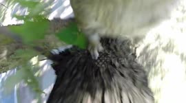 YouTuber chases squirrel up tree after it steals his GoPro