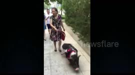 Woman filmed taking her 'pig' for a walk