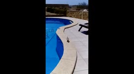 Our dog playing with stranded pigeon