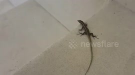 Close up of a jump of a small lizard