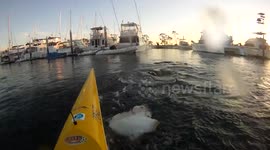 Sea lion actually throws stingray at kayaker
