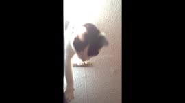 Cat struggling to get off window ledge