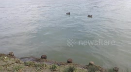 Beautiful view of the ducks on the banks of the river