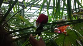 Parrot refuses to give back cup until it's finished his food