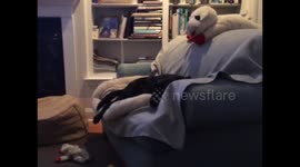 Dog is so exhausted she is barely able to wag tail