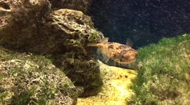 Puffer fish