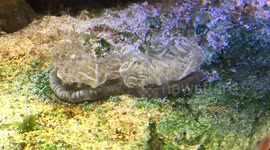 Upside down jelly fish