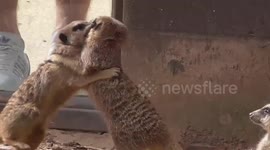 A 'ferocious' meerkat fight