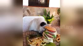 Pug and cat chow down on massive cheeseburger