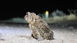 Southern Toad on a Dirt Road