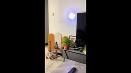 Cat chasing light on a wall in Anhui, China