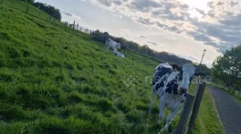 Cows on a field grazing and doing their own thing without disturbance.