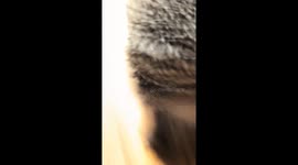 My hedgehog Cookie loves to run