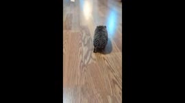 Cookie is my hedgehog and he runs really fast!