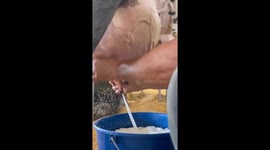 This video follows the traditional process of making cheese, starting with milking a cow and ending with fresh, homemade cheese. It begins on a farm, where a farmer gently milks the cow by hand, showing respect and care for the animal. The fresh milk is t