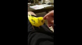 Budgie likes his head scratched