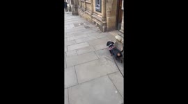 Dog wanders into the pub on his own