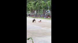 Soldier and toddler have amusing push ups competition
