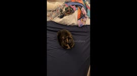Bella is a chatty tortie cat who loves to have conversations with her humans
