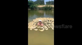A man went swimming, and a group of ducklings swam over and surrounded him.