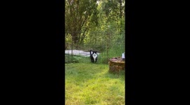 Funny video of a cat that  jumps over fence but fails and tumbles and falls, then looks up and turns to camera/owner and gives a grumpy and embarrassed look like he’s saying ”you saw nothing” or ”don’t you dare to post this online”