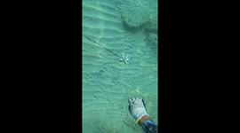 Diver faces off with aggressive Muraena fish in octopus season surprise