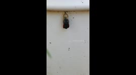 Mesmerizing monarch butterfly emerges from her chrysalis in backyard bloom