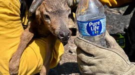 Firefighters Rescue Baby Deer During Rowena Wildfire Response