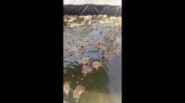 Frogs guzzle up lunch at farm in Cambodia