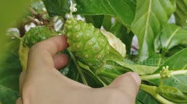 Morinda citrifolia aka Noni Fruit