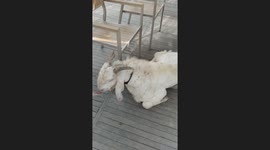 Goats sleeping under dining table