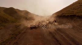 Türkiye: Dust, light create striking scene as shepherds guide flocks through eastern Türkiye’s highlands