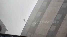 神奇  猫咪从16楼掉落竟毫发无损