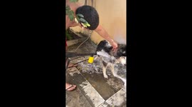 Using a Foam Lance to Bathe a Husky