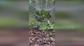 Guatemala: Parrots Fly Free In Guatemala After Surviving Brutal Wildlife Trafficking