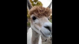 Alpaca Spots Danger