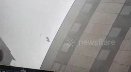 The magical cat fell from the 16th floor and was completely unharmed.