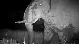 Rarely seen elephant captured on camera for first time in five years