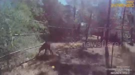 Show Low Officer Rescues Baby Elk Stuck in Backyard Fence
