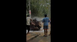 Elephant enjoys bathing session in Mariani, Jorhat, India