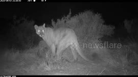 Mountain Lion Documented Feeding on Elk Carcass in New Mexico