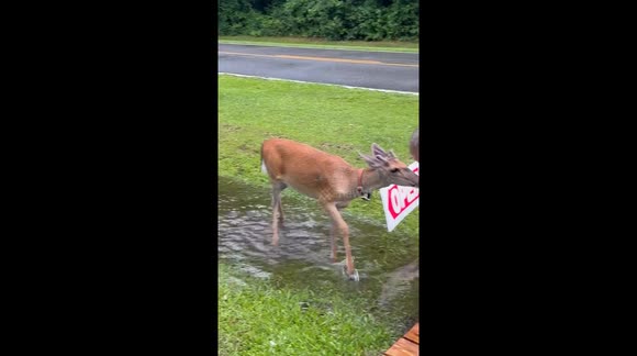 Deer Copies Man Splashing Water