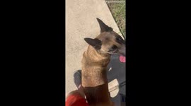Malinois Does Climbing Tricks In Texas