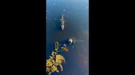 Unaware daredevil has a near-death encounter with sneaky alligator