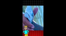 Fakta Mengejutkan Tentang Bayi hiu