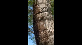 Woman stormed with disgust after discovering an army of caterpillars outside her house